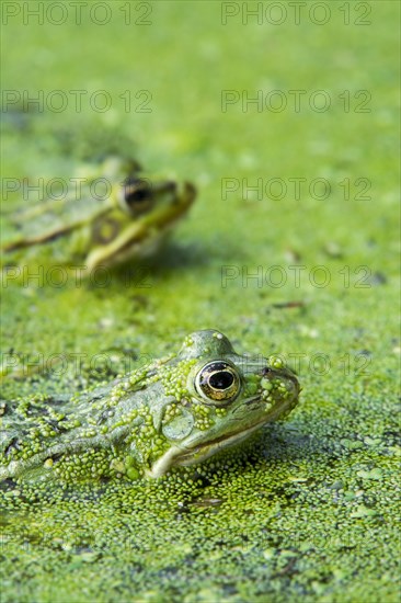 Two edible frogs