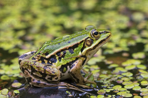 Edible frog