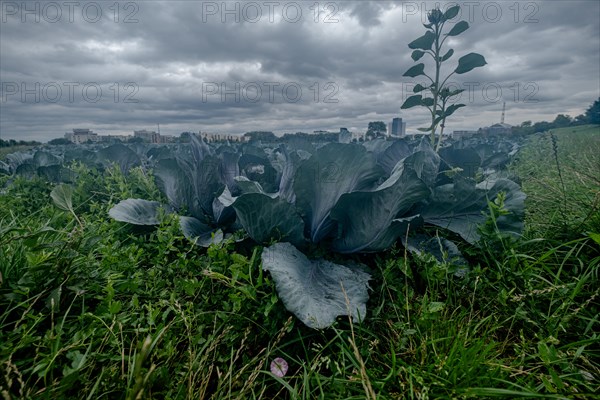 Filder-Rotkohl. Red Cabbage on the field in a suburbian of Stuttgart Baden-Wuerttemberg