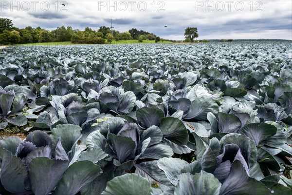 Filder-Rotkohl. Red Cabbage on the field in a suburbian of Stuttgart Baden-Wuerttemberg