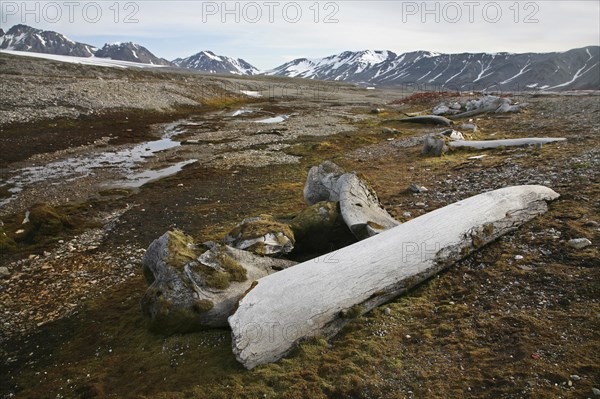 Old whale bones overgrown with moss in the Hornsund