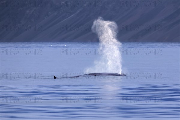 Blow through blowhole of blue whale