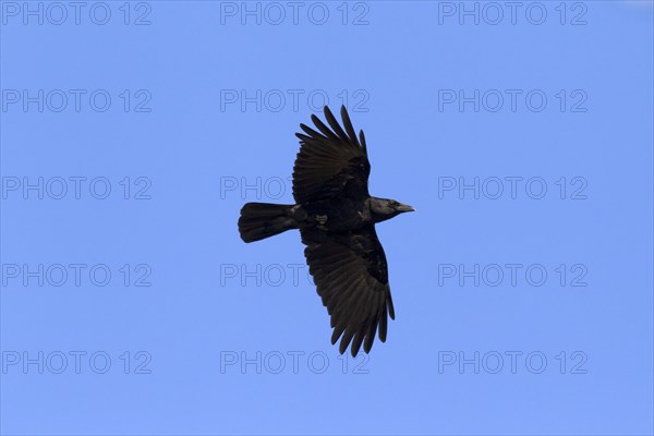 Carrion crow