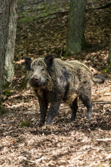 Wild boar