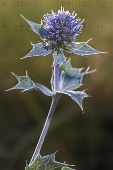 Sea holly