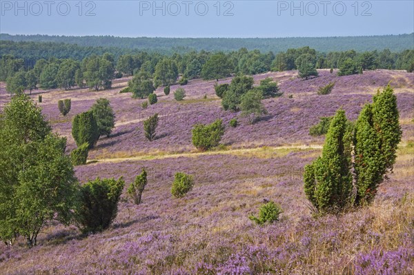 Lueneburg Heath