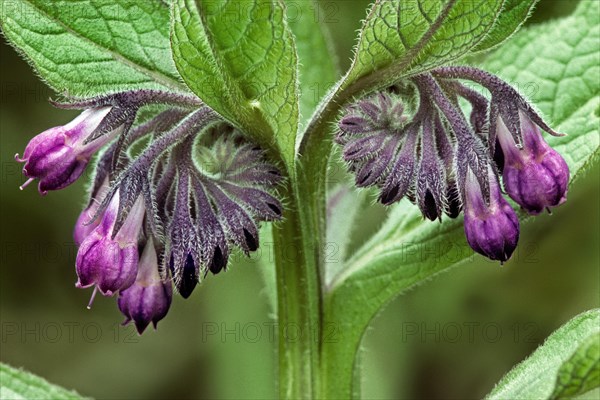 Common comfrey