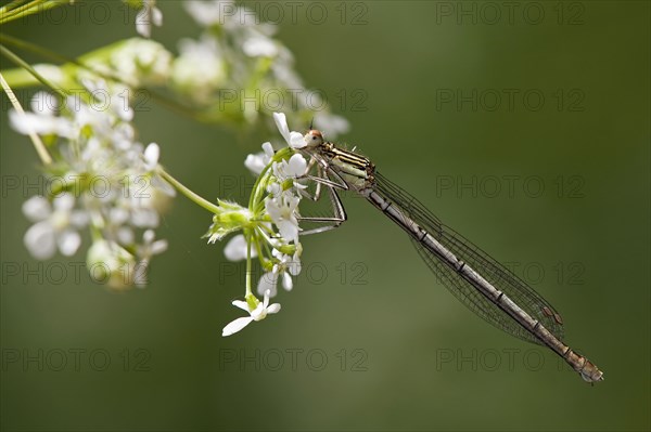 White-legged Damselfly