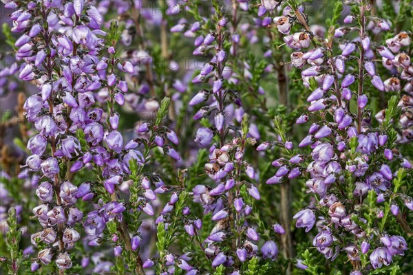 Close up of common heather