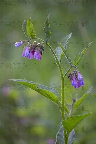 Common comfrey