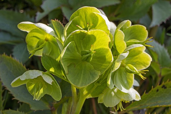 Stinking hellebore