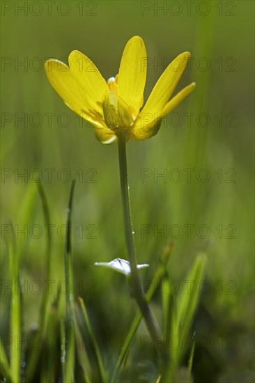 Lesser celandine