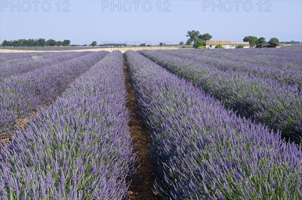 Lavender field