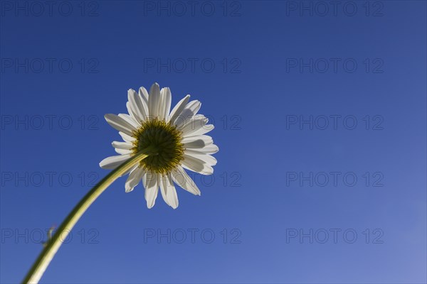 Ox-eye daisy