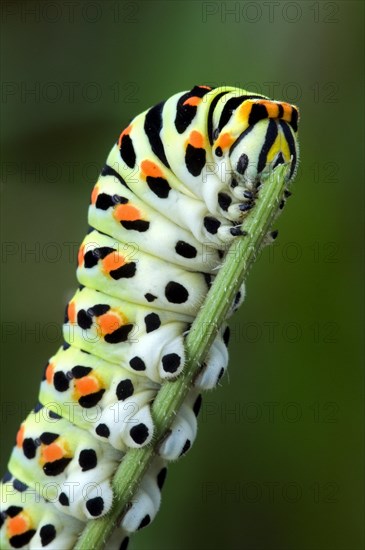 Caterpillar of common yellow swallowtail