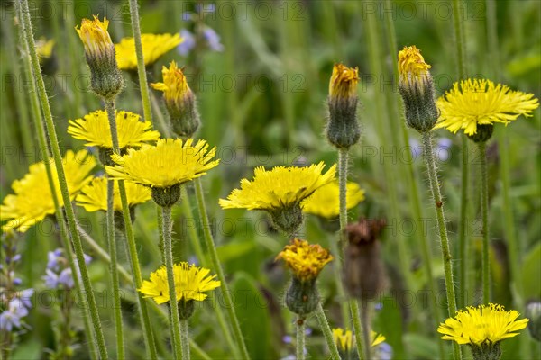 Mouse-ear hawkweed