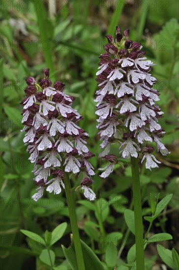 Lady orchid