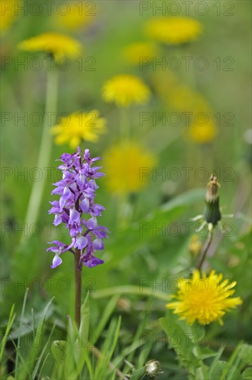 Early purple orchid