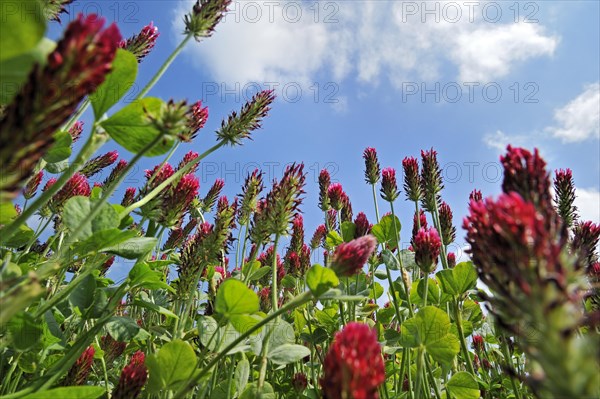 Field of Crimson clover