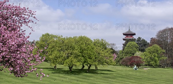 Magnolias blooming in the park of the Royal Palace of Laken and view over the Japanese Tower