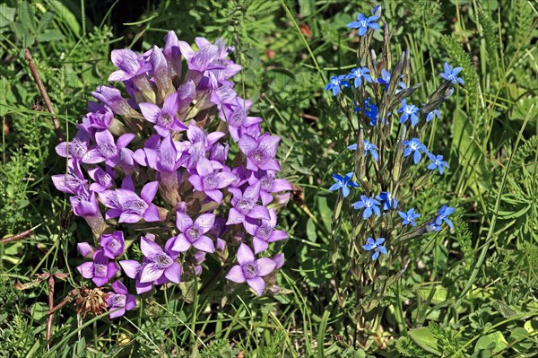 Field Gentian