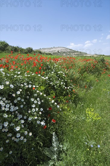 Short-styled field-rose