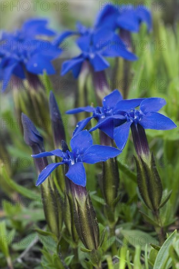 Spring gentians