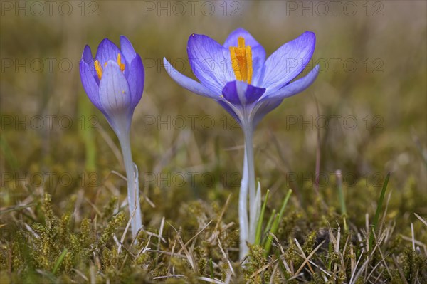 Two spring crocuses