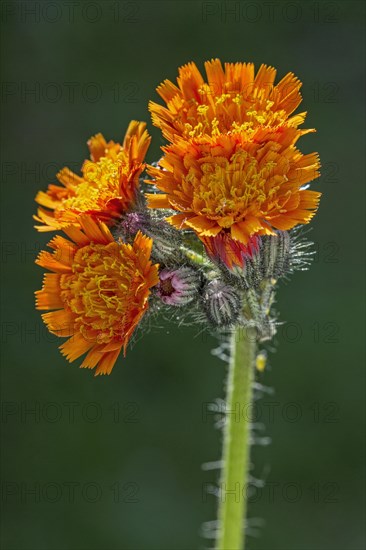 Fox-and-cubs