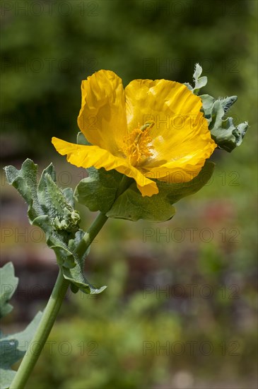 Yellow hornpoppy