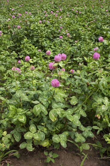 Field with red clover