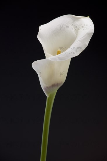 Zantedeschia