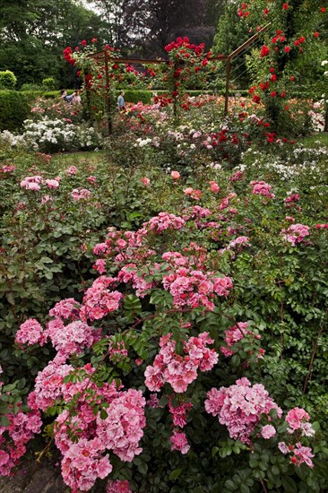 Colourful roses in the rose garden of Park Coloma at Sint-Pieters-Leeuw