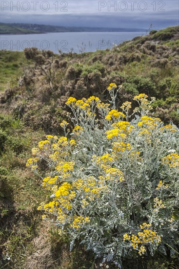 Silver ragwort