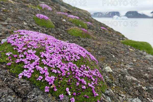 Moss campion