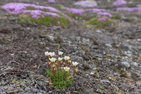 Tufted alpine saxifrage