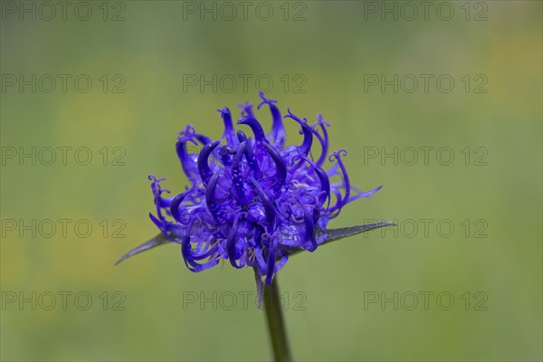 Round-headed rampion