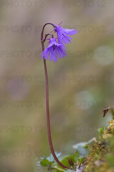 Alpine snowbell