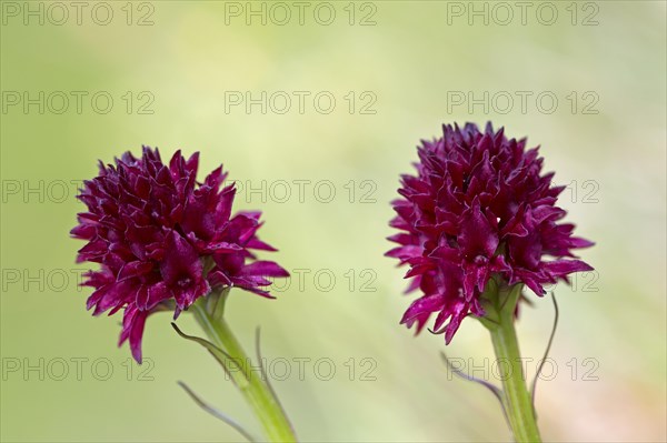 Black vanilla orchid