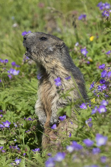 Alarmed Alpine marmot