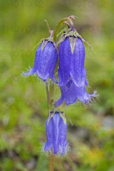 Bearded bellflower