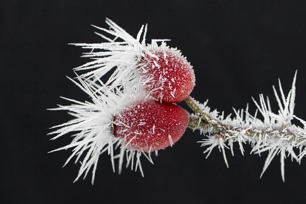 Red rose hips