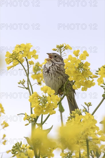 Corn bunting