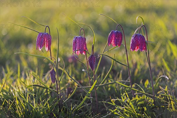 Snake's head fritillaries