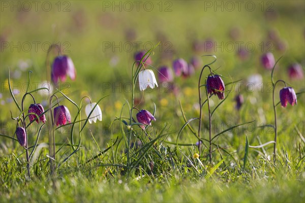 Snake's head fritillaries