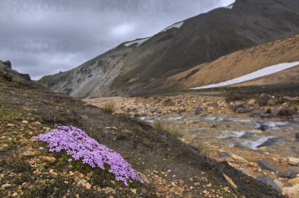 Moss campion