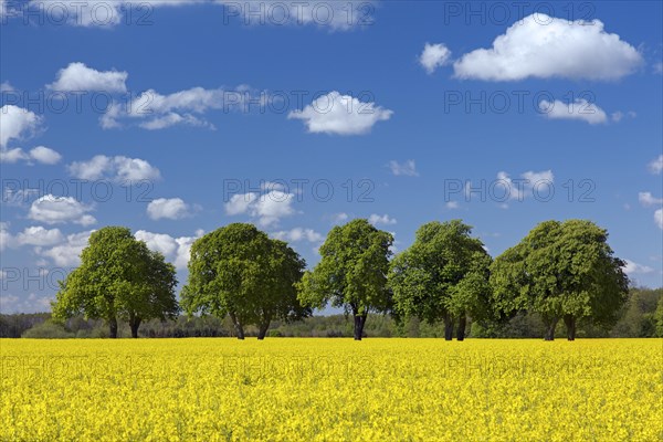 Farmland showing rape