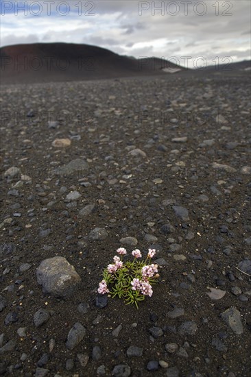 Sea thrift