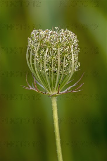 Wild carrot