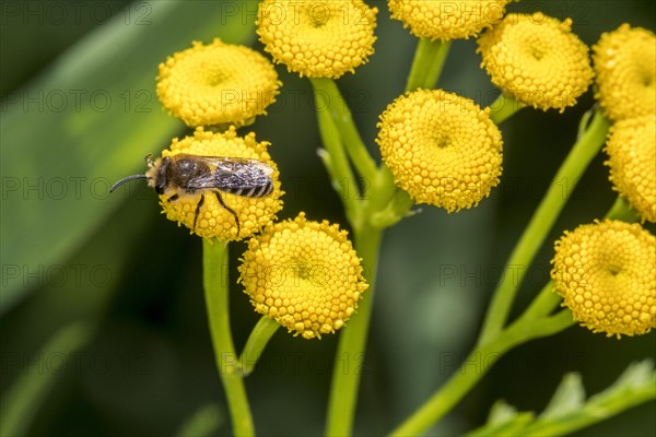 Plasterer bee